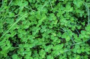 The Herb NASA Once Tested for Brain Protection