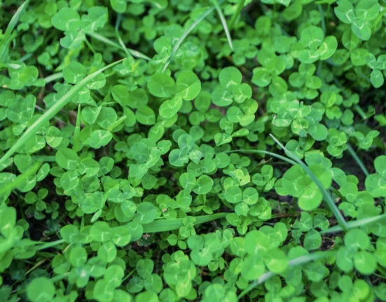 The Herb NASA Once Tested for Brain Protection